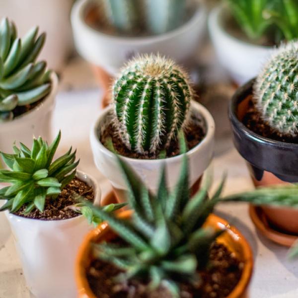 Suculentas y cactus